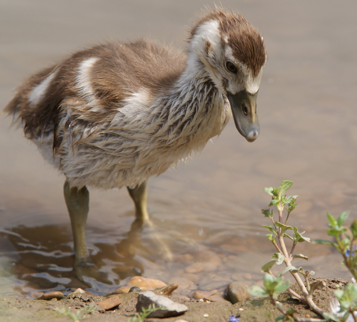 Wildgansjunges visiert die Beute an