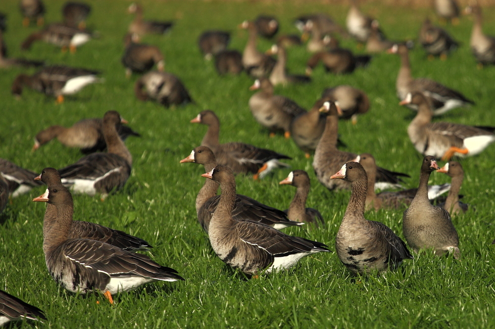 Wildgansmonitoring am Niederrhein 2015/16