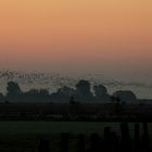 Wildgansmonitoring unterer Niederrhein (DOKU)