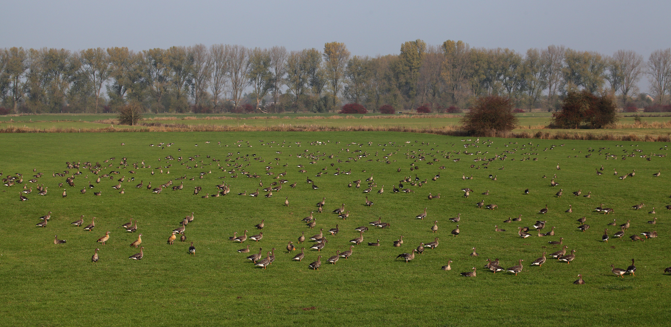 Wildganszählung am Niederrhein