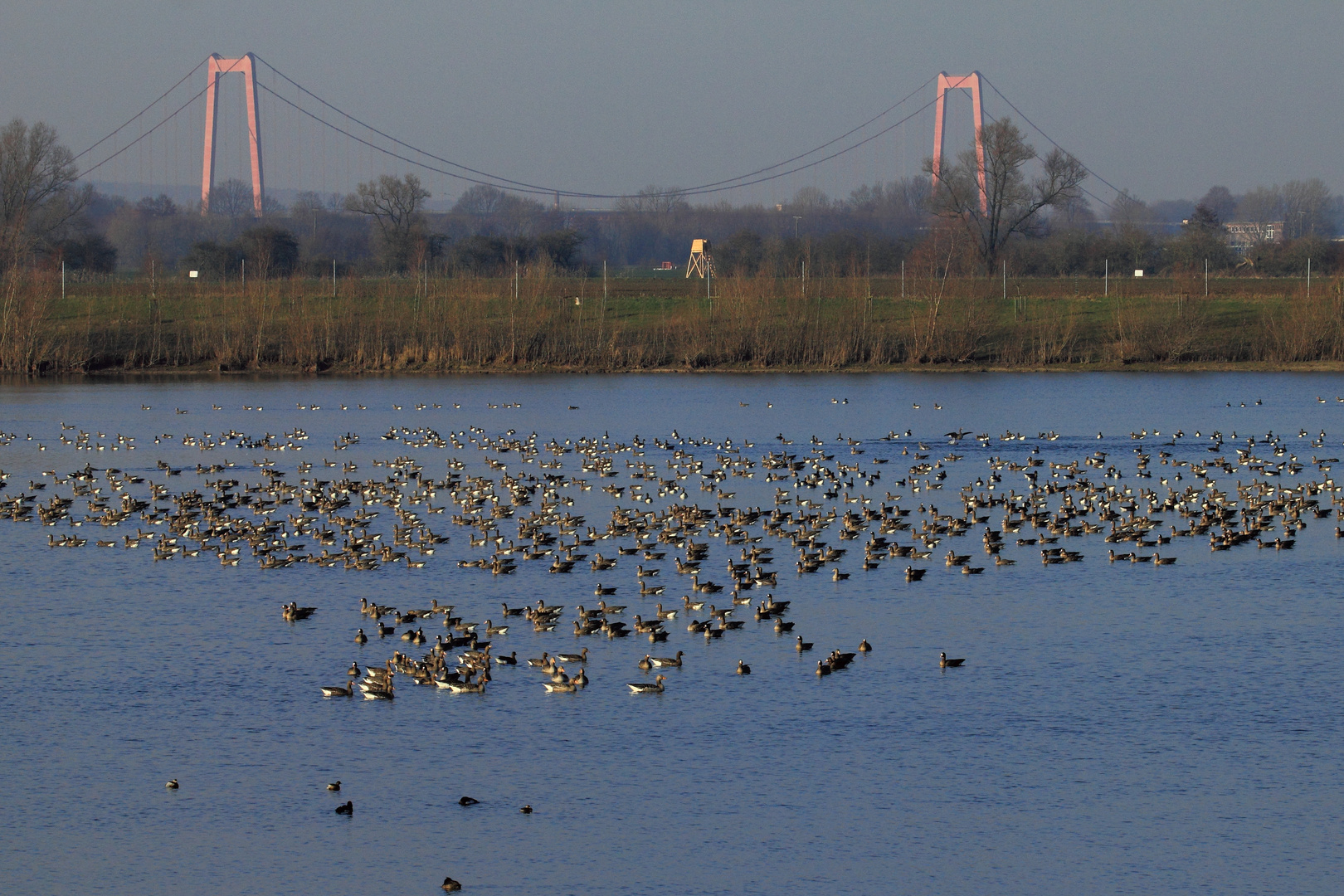 Wildganszahlen vom Niederrhein (DOKU)