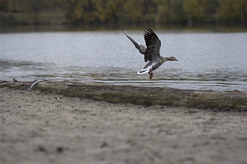 Wildganz beim Abflug in den Süden