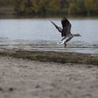 Wildganz beim Abflug in den Süden