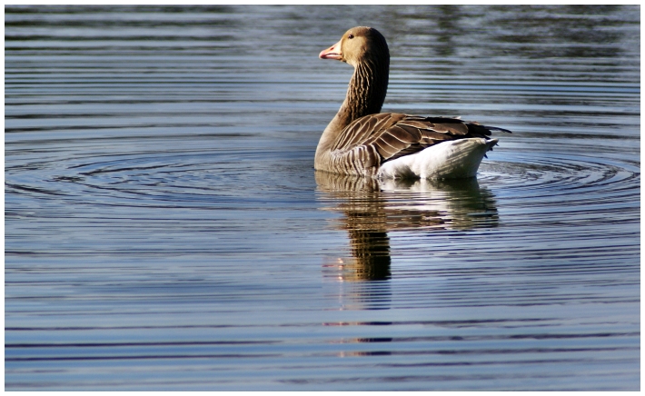 Wildganz beim Wellen machen