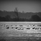 wildgeese in the morningdust