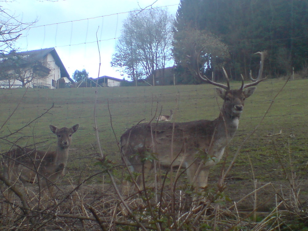 Wildgehege Brauersdorf