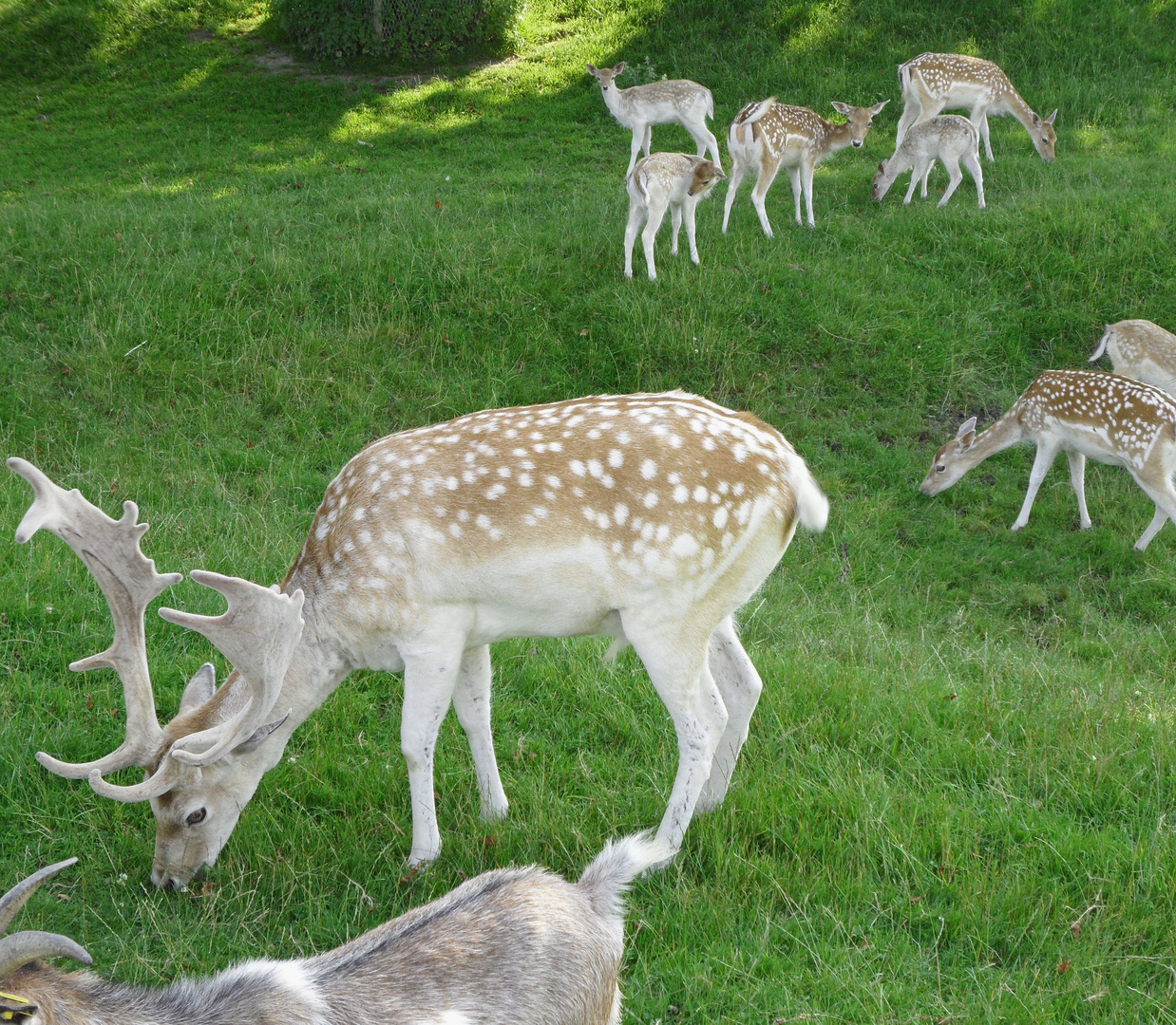 Wildgehege Brouwershaven