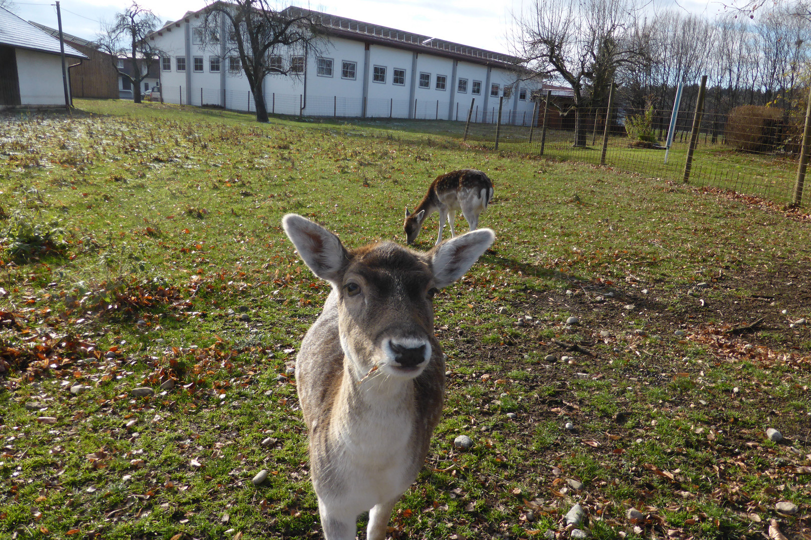 Wildgehege Geisenbrunn