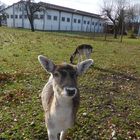 Wildgehege Geisenbrunn