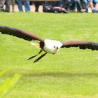 Wildgehege Hellenthal