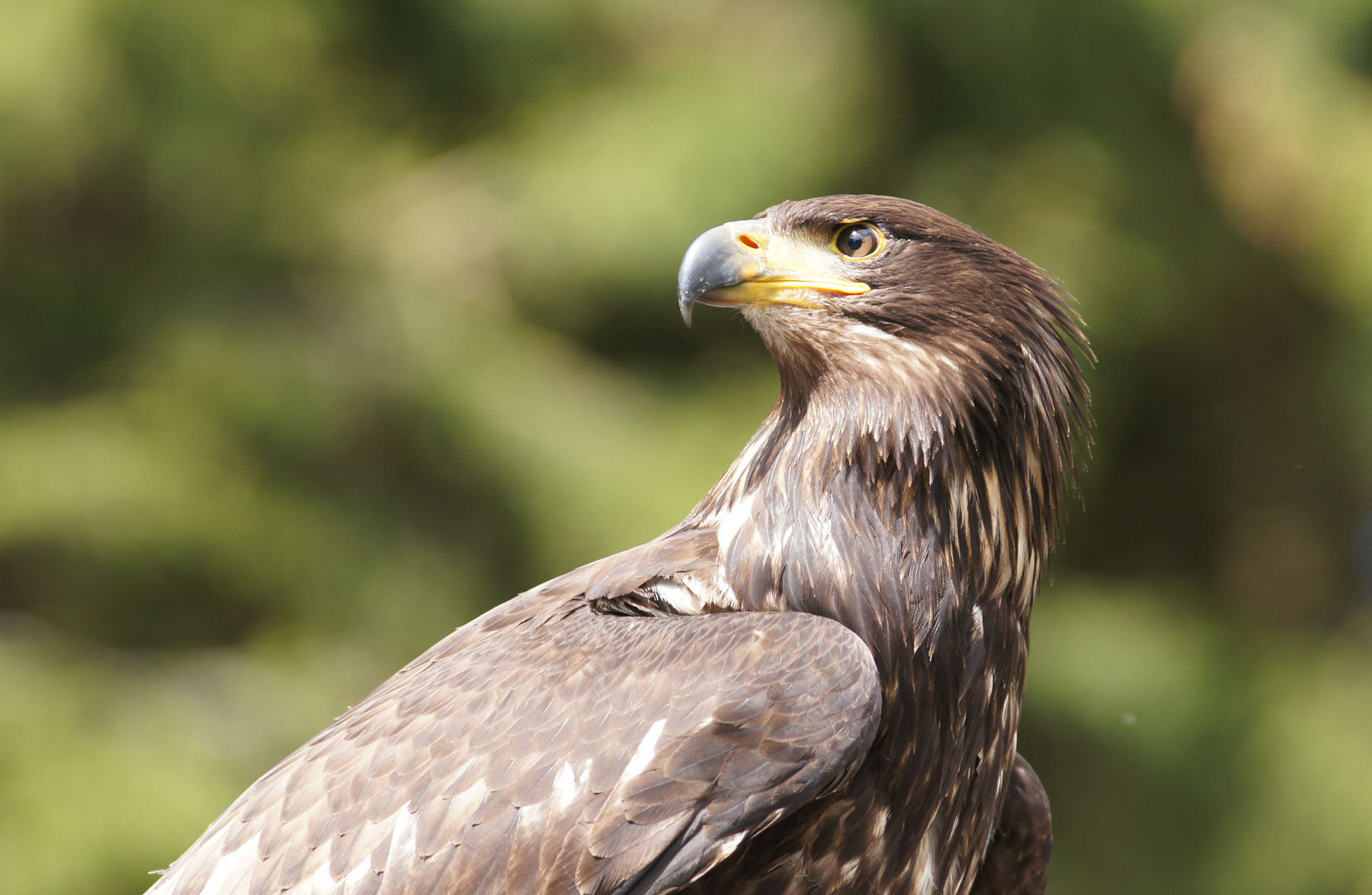 Wildgehege Hellenthal