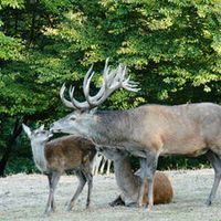 Wildgehege Hellenthal