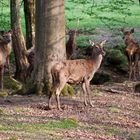 Wildgehege im Marsbachtal Walldürn....