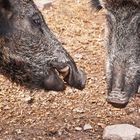 Wildgehege im Marsbachtal Walldürn......