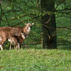 Wildgehege im Marsbachtal Walldürn..