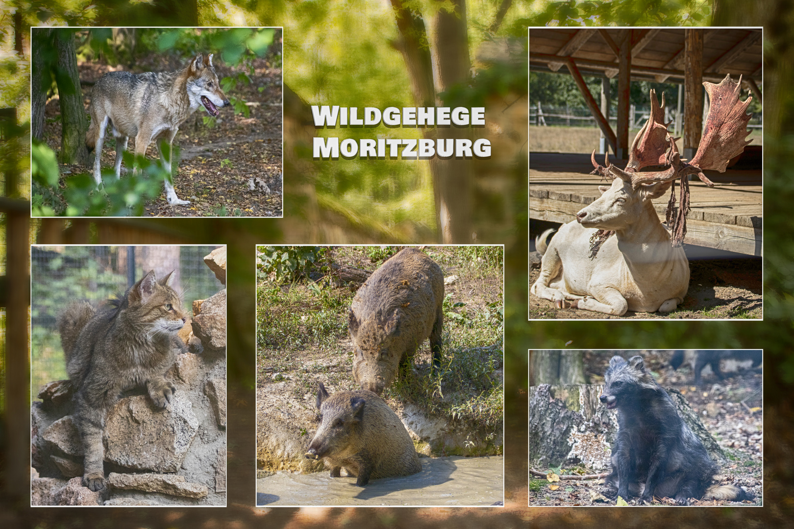 Wildgehege Moritzburg Foto & Bild | tiere, wildlife, säugetiere Bilder auf fotocommunity
