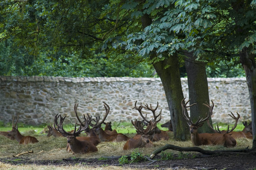 Wildgehege Moritzburg/Sa. - Hirschanlage im Wildgehege in Moritzburg Foto & Bild | tiere, zoo ...