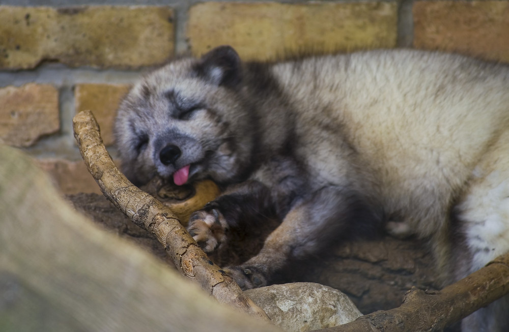 Wildgehege Moritzburg/Sa. - Polarfuchs; war das anstrengend !