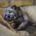 Wildgehege Moritzburg/Sa. - Polarfuchs; war das anstrengend !