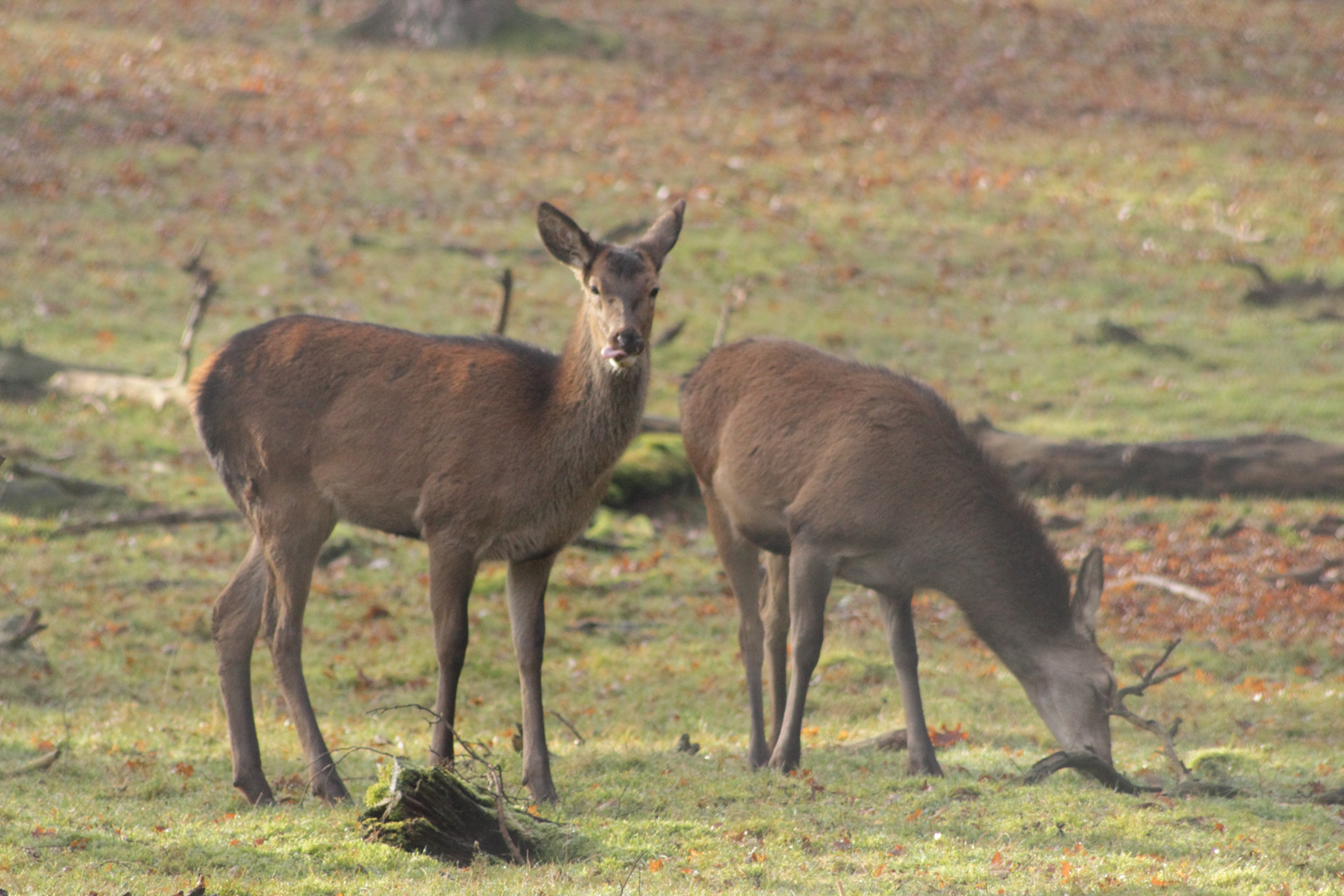 Wildgehege - Rehe