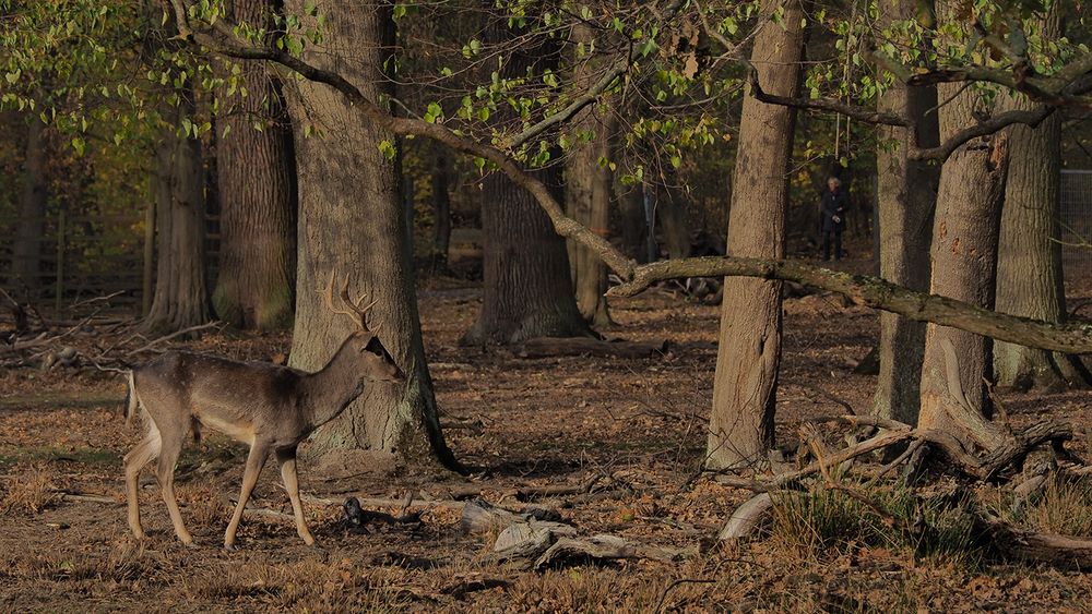 Wildgehege Riddagshausen