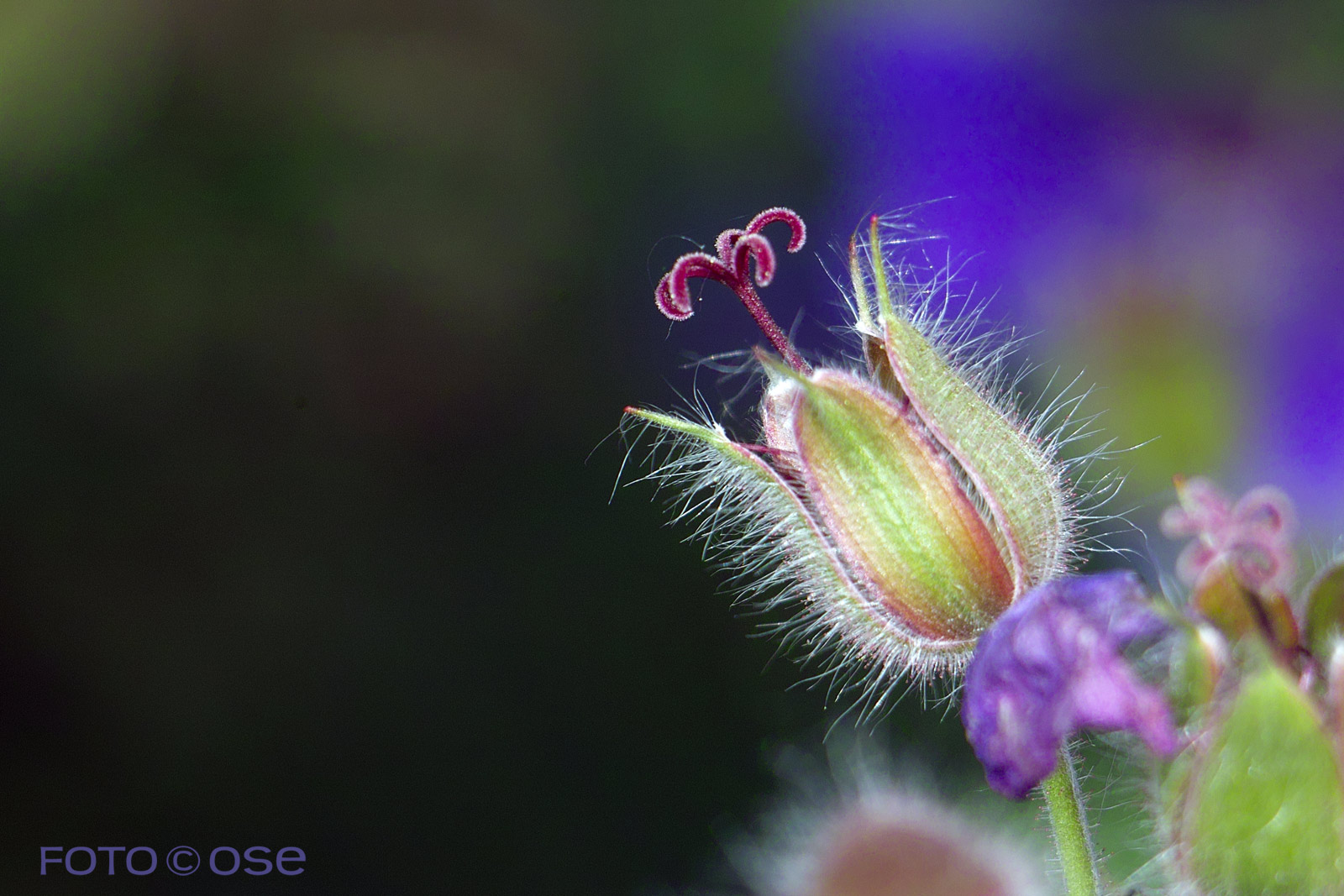 Wildgeranium