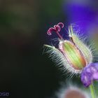 Wildgeranium