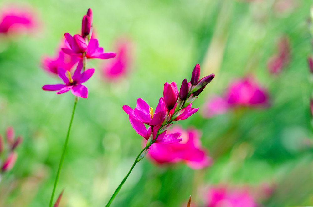 Wildgladiole