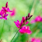 Wildgladiole