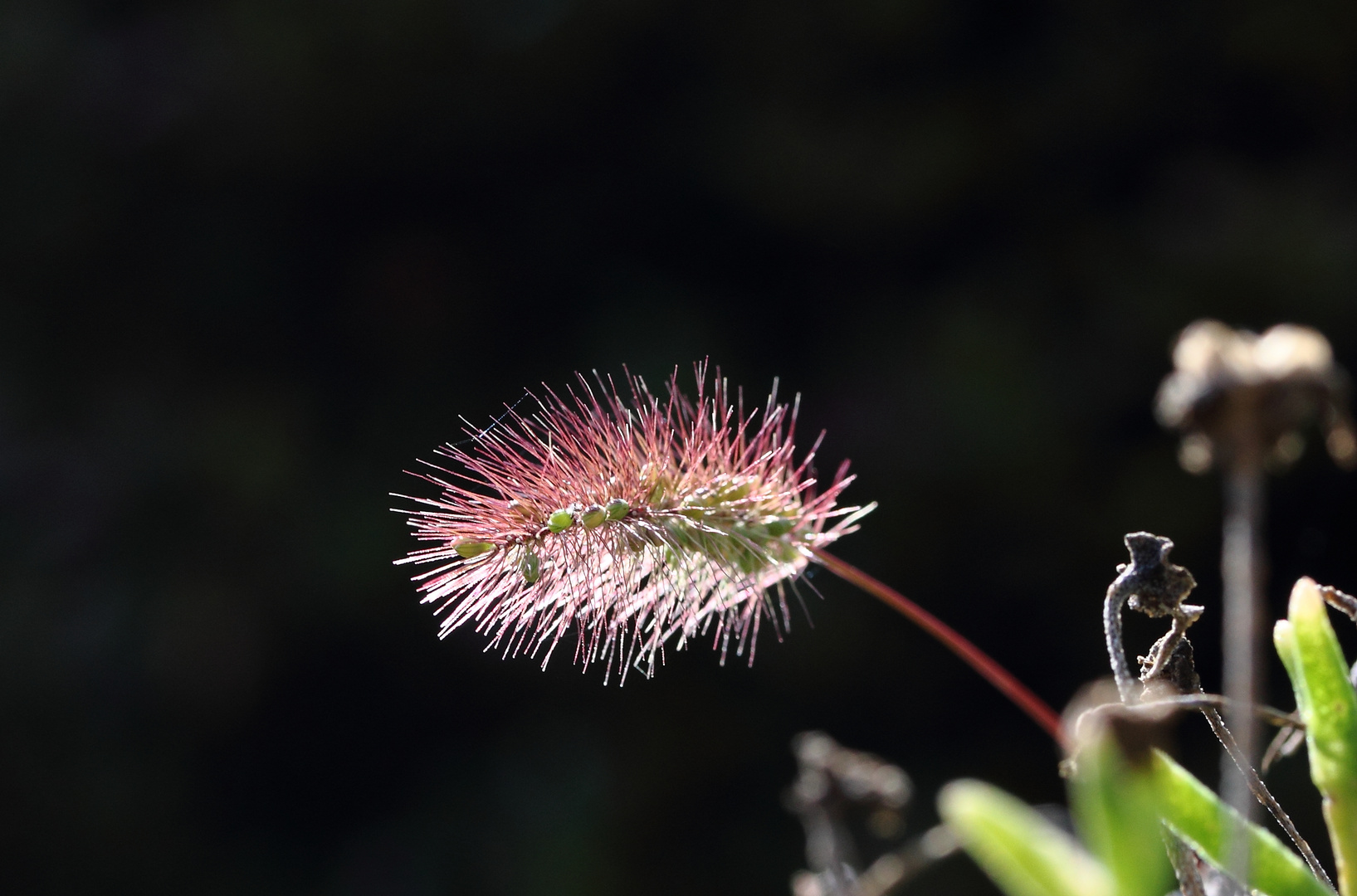 Wildgras im Gegenlicht