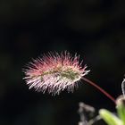 Wildgras im Gegenlicht