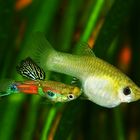 Wildguppies bei der Paarung