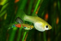 Wildguppies bei der Paarung