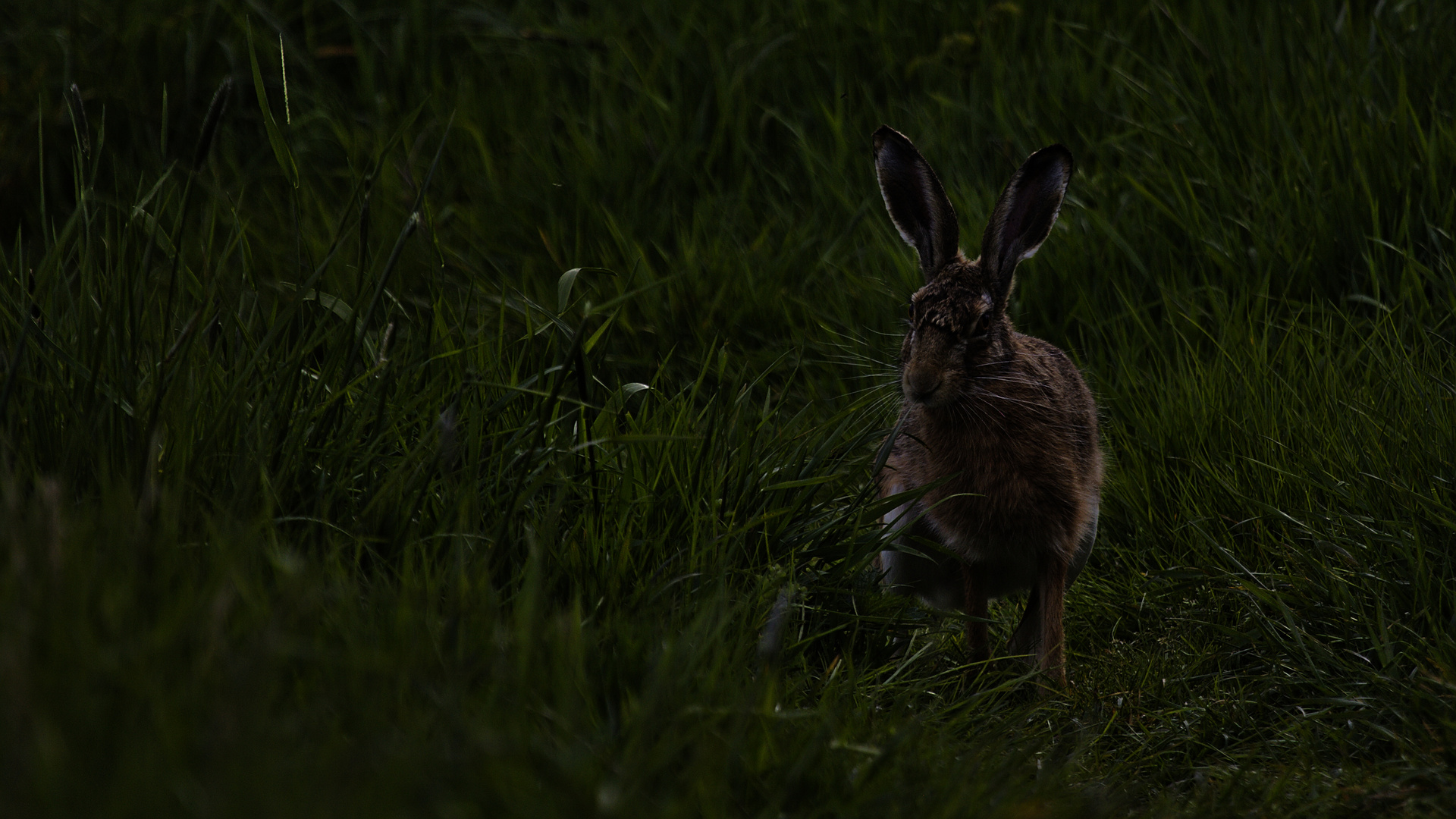 WildHase