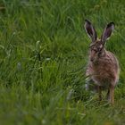 WildHase