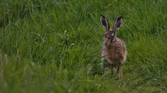 WildHase