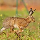 Wildhase 