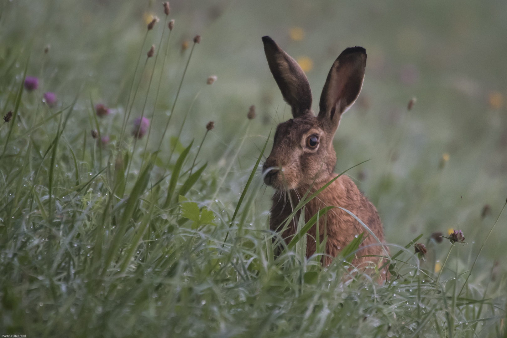 Wildhase am frühen Morgen