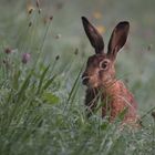 Wildhase am frühen Morgen