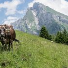 Wildhauser Schafberg mit Muh