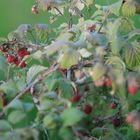 Wildhimbeeren