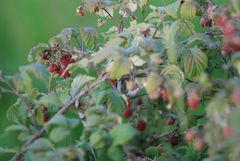 Wildhimbeeren