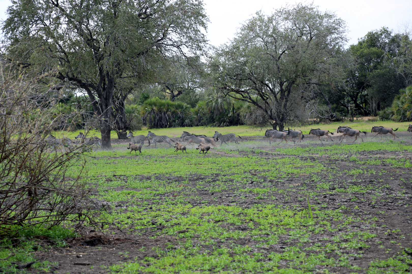 Wildhogs chasing zebra and gnu