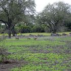 Wildhogs chasing zebra and gnu