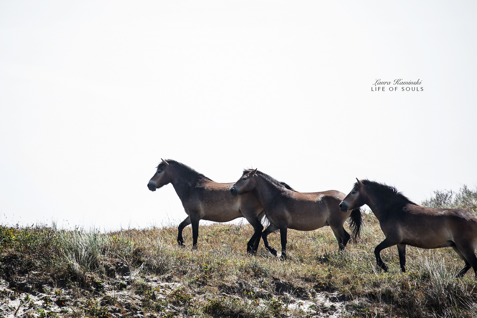 wildhorses