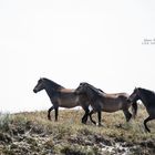 wildhorses