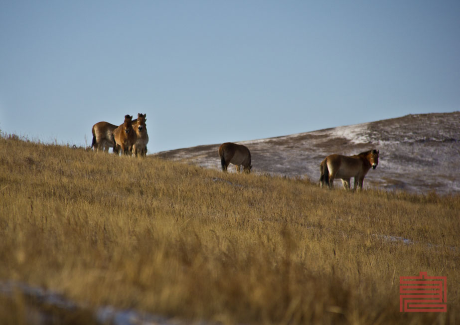 wildhorses