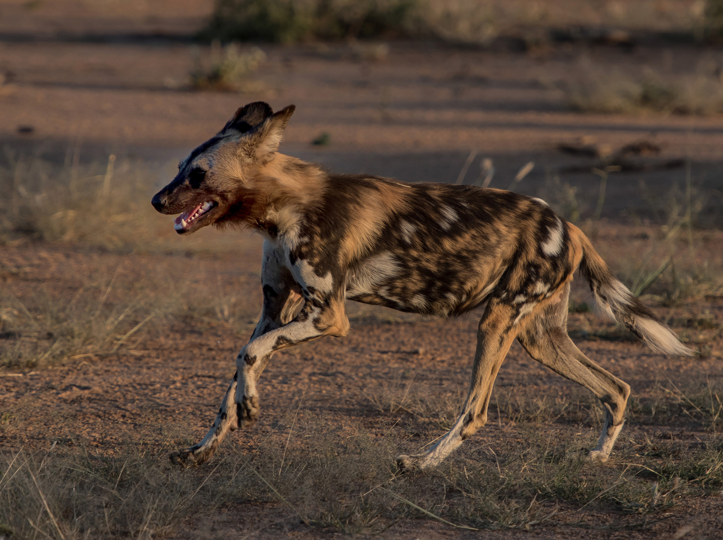 Wildhund