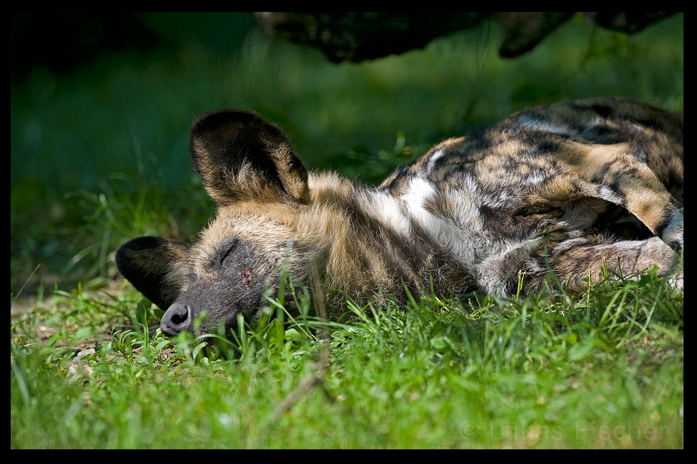 Wildhund