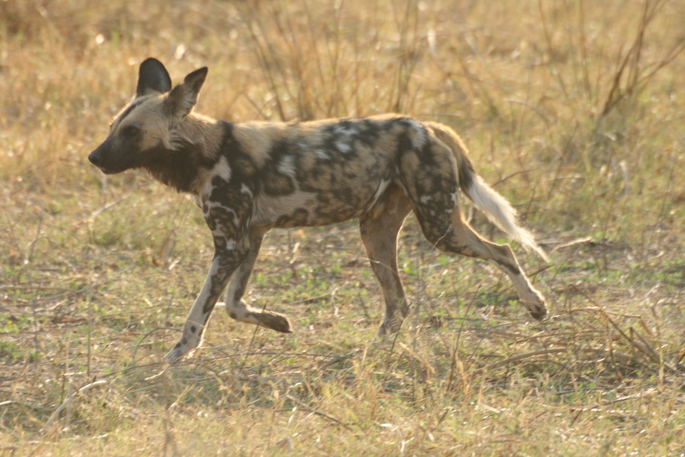 wildhund